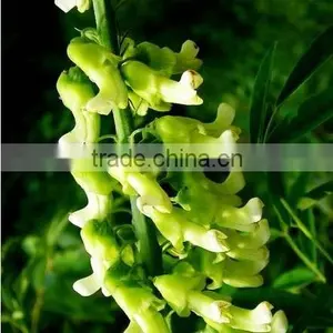 Shrubby Sophora P.E./Shrubby Sophora Extract/Sophora Flavescens Ait. thumbnail-1