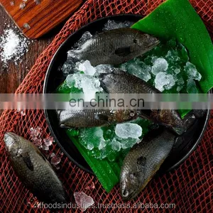 Frozen Common Climbing Perch-Koi (Anabas Testudineus) thumbnail-1