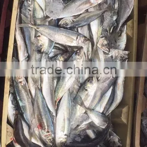 Horse Mackerel 20cm+ thumbnail-1