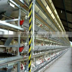 Automatic Chicken Layer Cage for Sale in Philippines thumbnail-4