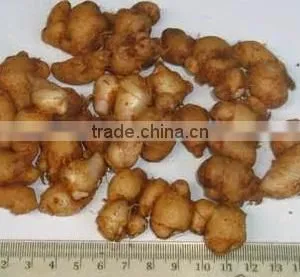 Lesser Galanga/ Kaempferia Galanga/ Sand Ginger thumbnail-2