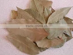 Bay Leaves thumbnail-1