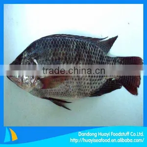 Frozen Tilapia for Sale thumbnail-1