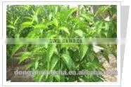 Red Clover P.E. thumbnail-1