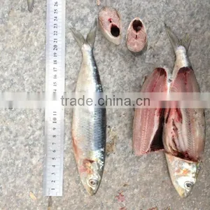 New Coming Fish WR Sardine 8-10pcs/kg for Bait/market thumbnail-3