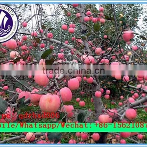 2015 Fresh Fuji Apple on Sale in Hot Sale Season With High Quality and Lowest Price thumbnail-6