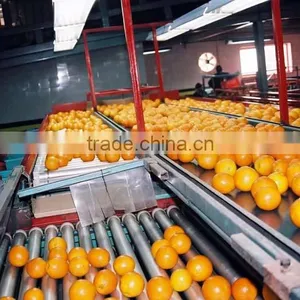 Fresh Navel Orange thumbnail-1