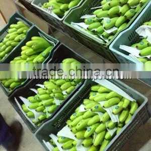 Fresh Cavendish Banana thumbnail-2