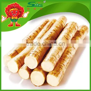 High Quality Chinese Fresh Burdock, Best Natural Burdock Root for Export thumbnail-1