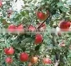 Crisp Fuji Apple thumbnail-1