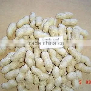 ChinesePeanut thumbnail-1