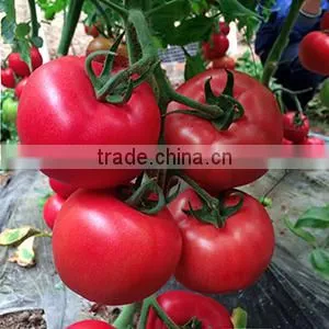 2016 Hybrid High Yield Disease-resistant Tomato Seeds for Growing- Tian Bao 338 thumbnail-3