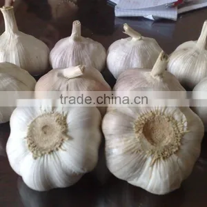 WHITE GARLIC (SKYPE: VISIMEX10) thumbnail-2