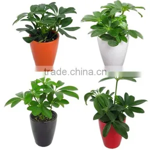 Evergreen Foliage Outdoor Landscaping Decorative Ornamental Plants Schefflera Octophylla (Lour.) Harms thumbnail-1