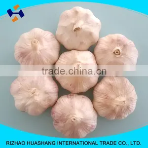 Red Garlic Size6.0cm thumbnail-6