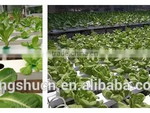 Expanded Perlite 1-3mm, 2-4mm Perlite Soil Amendments thumbnail-4