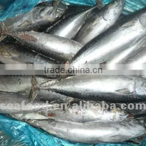 Land Frozen or Sea Frozen Bonito thumbnail-1