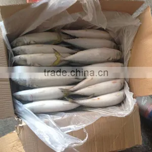 Frozen Pacific Mackerel thumbnail-5