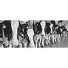 China Dairy Monthly Report thumbnail-1