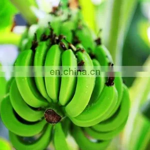 Banana Peeling Machine Banana Peel Plantain Skin Removing Machine thumbnail-5