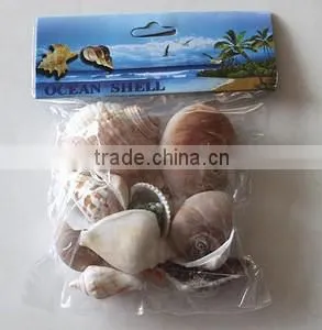 Bags Sea Shells thumbnail-1