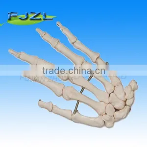Life-size Anatomical Skeleton Hand, Hand Education Bones thumbnail-1
