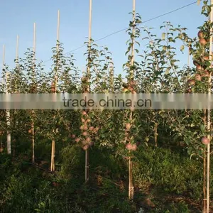 Agriculture Bamboo Poles thumbnail-1