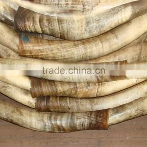 Raw Cow Horns in Nigeria thumbnail-1