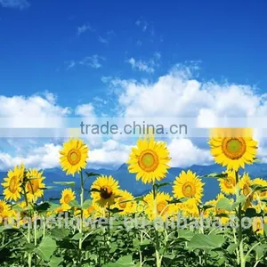 Mother's Day Fresh Cut Yellow Sunflower Flower for Wholesale thumbnail-2