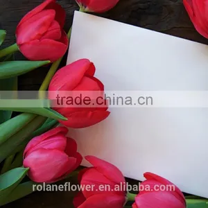 Supply Beautiful Fresh Cut Red Color Tulip Bulb thumbnail-1