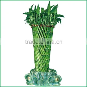 Fengshui Wheel Lucky Bamboo Air Bonsai Tree Dracaena Sanderiana Indoor Ornamental Aquatic Water Plants Nursery Garden Decoration thumbnail-1
