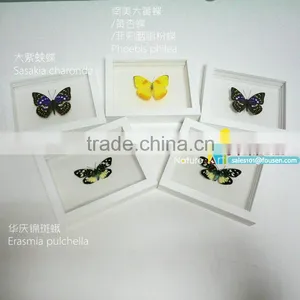 FOUSEN(034) Nature& Art Natural Species Glass Photo thumbnail-1