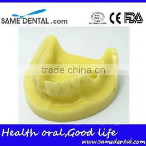 Mandibular Implant Dental Training Model (no Gum) Dental Eduction Assitant No. DEA-22 thumbnail-1