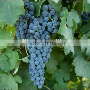 Fresh Grapes for Sale thumbnail-1
