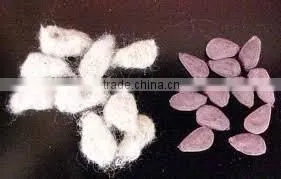 Cotton Seeds thumbnail-1