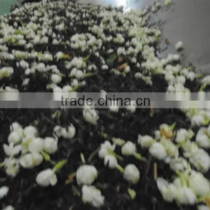 JASMINE GREEN TEA thumbnail-1