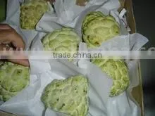 Best Quality Egypt Custard Apple thumbnail-1
