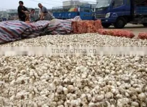 2016 Hot Sale Normal White Fresh Garlic thumbnail-5