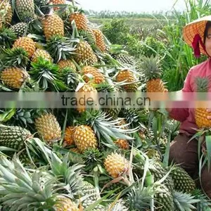 Pineapple Canned in Good Quality Standard thumbnail-2