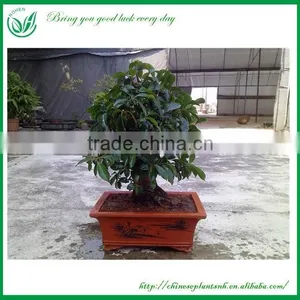 Ficus Bonsai thumbnail-3