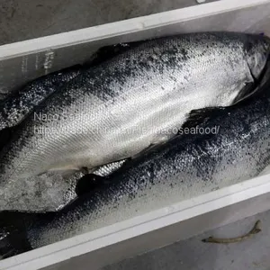 Atlantic Salmon Fish, Salmon Belly, Salmon Backbone, Salmon Head, Salmon HOG, Norwegian Salmon HG, Salmon Oil, Caviar thumbnail-5