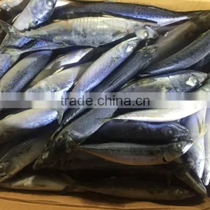 Frozen Pacific Mackerel Atlantic Mackerel for Canning Canned Food thumbnail-1