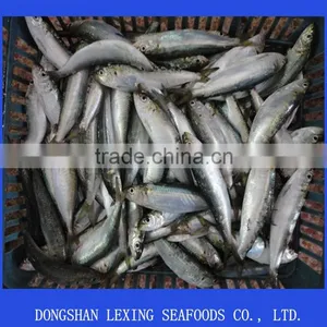 Frozen Sardine for Tuna Bait thumbnail-2