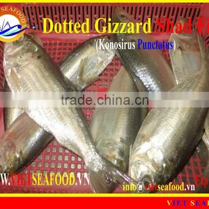 FROZEN DOTTED GIZZARD SHAD FISH W/R thumbnail-6