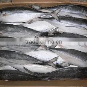 New Catching Wholesale Frozen Japanese Jack Mackerel thumbnail-1