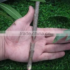 Grafting Machine Tree Garden Scissors Cutting Tools Secateurs Tool Knife Shape thumbnail-2