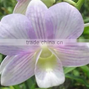 Fresh Cut Orchids, Dendrobium Orchids, Fresh Cut Stem thumbnail-1
