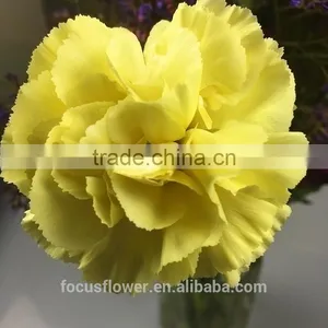 the Best Quanlity Fresh Cut Carnation Natural Flowers to Workmates thumbnail-1