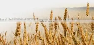 Psyllium Seed Husks thumbnail-4