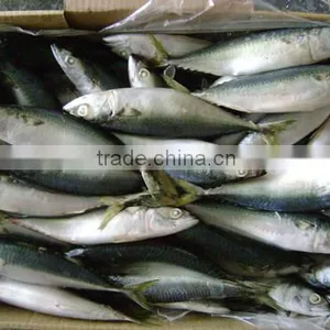 Whole Round BQF Or IQF Frozen Fish Pacific Mackerel thumbnail-1
